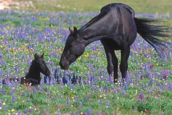 Black Horses For The King Cliff Notes